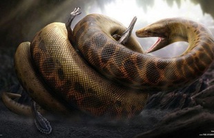 Trăn khổng lồ Titanoboa: Con quái vật có thể nuốt chửng cả khủng long