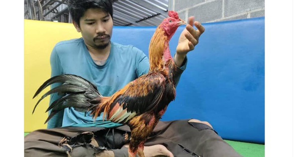 Con gà chọi được trả 5,2 tỷ đồng, người đàn ông liền đồng ý bán