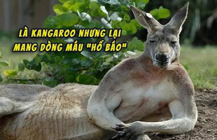 Úc: Con kangaroo vạm vỡ cao 1m8 ngang nhiên vào thị trấn phá nát 1 khu vườn, 