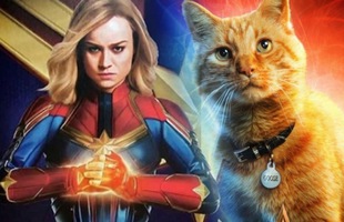 8 sự thật thú vị về Goose, Đại Boss trong Captain Marvel khiến siêu anh hùng mạnh nhất vũ trụ cũng phải chịu kiếp 