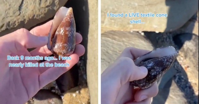 Chàng trai hoảng hốt khi biết món đồ trên tay là “kẻ giết người đẹp nhất đại dương”