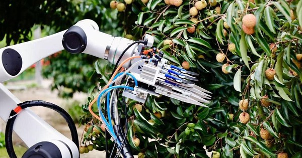 Drone bay ngợp trời, robot len qua từng gốc cây: Thủ phủ vải thế giới thu về hàng triệu tấn quả tươi nhờ ứng dụng công nghệ vệ tinh và AI tiên tiến nhất