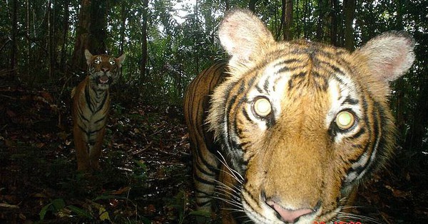 Loài vật quý hiếm bậc nhất hành tinh: Còn chưa đến 150 cá thể hoang dã, "cực kỳ nhút nhát"