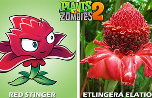 Nguyên mẫu đời thực của những loài cây đáng gờm nhất trong Plants vs. Zombies 2