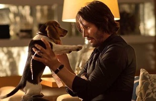 Xuất hiện John Wick phiên bản chó: Khi cún cưng báo thù cho người chủ bị sát hại của mình