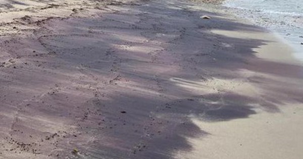 Ngọc hồng lựu tràn bờ biển Úc: Tín hiệu từ 