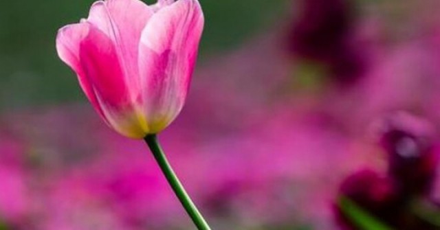Người khôn ngoan không bận tâm 3 điều: Càng mặc kệ, cuộc sống càng may mắn