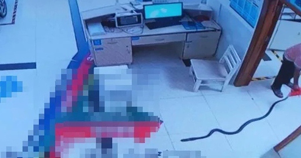 Cụ ông bị rắn hổ mang dài 2,2 mét cắn, gia đình có màn xử lý bất ngờ