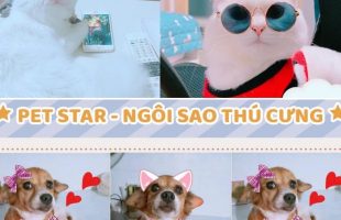 VLTK Mobile: Phận làm Sen, hộ tống Boss đi thi Pet Star rồi kiêm luôn trợ lý