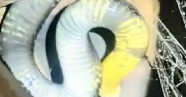Rắn hổ mang chúa dài 3,5m, nặng 7kg bò vào nhà, vợ chồng thức trắng đêm vì sợ