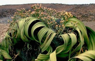 Welwitschia mirabilis: Loài thực vật cổ xưa có khả năng tồn tại hàng nghìn năm