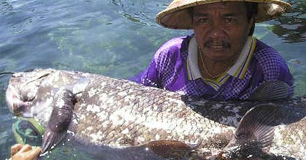 Bất ngờ tìm thấy loài cá cổ đại có từ trước thời khủng long: Thọ tới 100 tuổi, mang thai dài 5 năm - GIẢI TRÍ