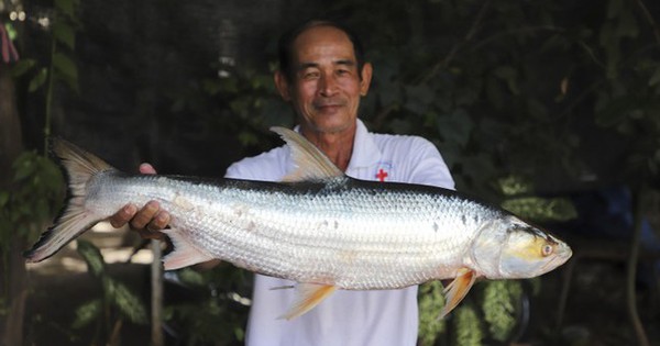 Tìm lại loài cá ‘ma’ khổng lồ trên sông Mekong