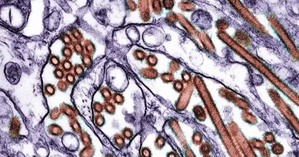 Lo ngại virus H5N1 có dấu hiệu thích nghi với người