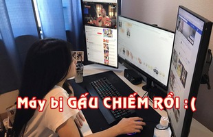 Gấu chiếm mất máy tính chơi game, phải làm sao bây giờ?