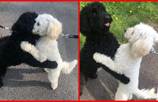 Hai chú poodle ôm chầm lấy nhau khi chạm mặt, dân mạng cảm động khi biết quan hệ của chúng