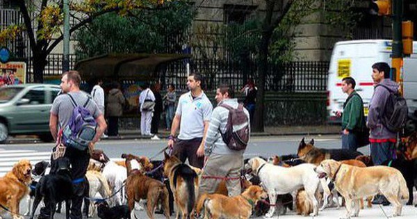 Bên trong thành phố nơi mọi người nuôi chó nhiều hơn nuôi em bé: Không phải ở Hàn Quốc, Nhật Bản hay châu Âu