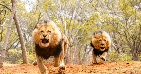 Đâu là cuộc tấn công nguy hiểm nhất của sư tử trong lịch sử nhân loại?