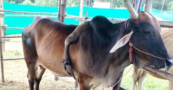 Con bò 5 chân được trả 826 triệu đồng, người đàn ông từ chối bán