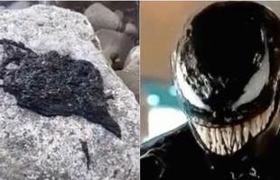 Hóa ra 'Venom symbiote' của Trái Đất chỉ là một loài giun