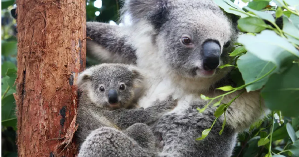 Phản ứng dữ dội về việc chính quyền Australia bắn tỉa 700 gấu Koala từ trực thăng