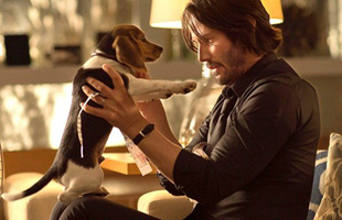 Đạo diễn John Wick từng phải đấu tranh kịch liệt để giữ lại cảnh phim sát hại chú chó trong phần 1 nhằm gây shock cho khán giả