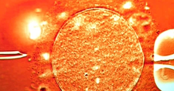 67 trẻ sinh ra từ tinh trùng người hiến mang gene ung thư, 10 trẻ mắc bệnh
