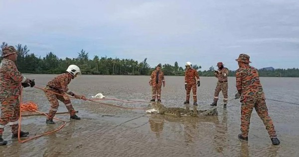 Malaysia: Bắn hạ hàng loạt cá sấu sau khi nhiều người mất tích