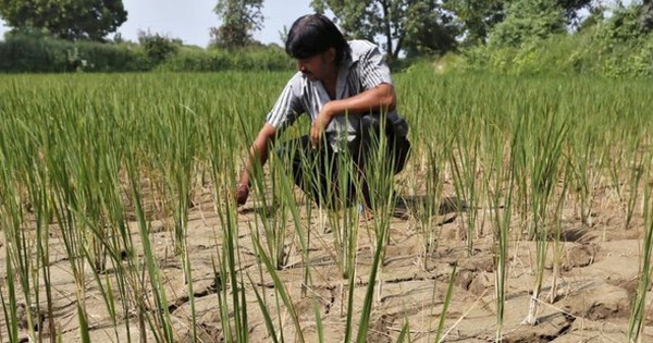 El Nino khả năng cao trở lại vào tháng tới: Biến đổi khí hậu đe dọa nhà cung cấp gạo hàng đầu thế giới