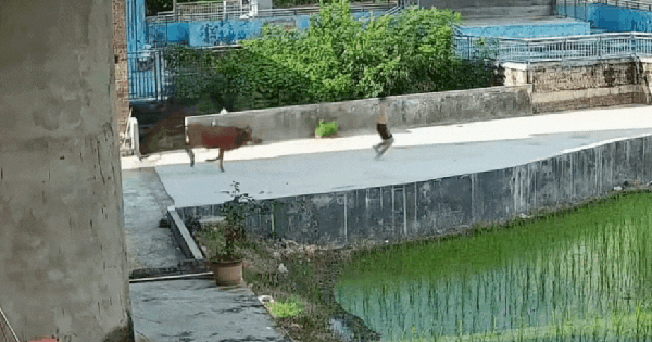 Đang đi dạo, bỗng phát hiện cảnh tượng nổi da gà chàng trai chạy như 
