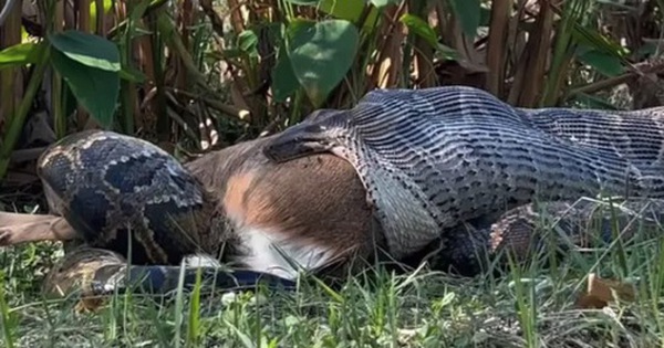 Khoảnh khắc trăn khổng lồ nôn ra cả một con hươu gây chấn động