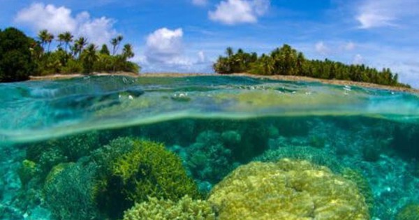 “Kho báu đại dương” Blue Carbon giúp giảm phát thải, phục hồi hệ sinh thái