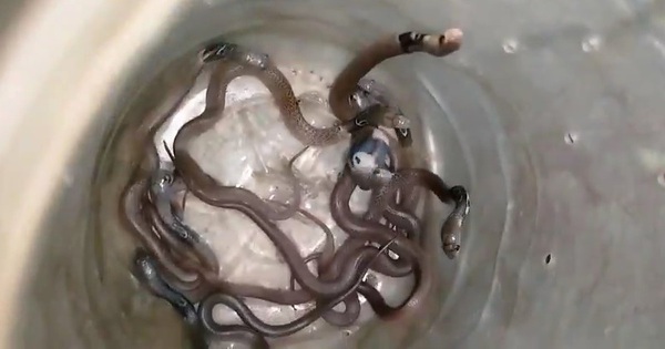 Cả gia đình sốc nặng khi phát hiện 11 con rắn hổ mang trong nhà