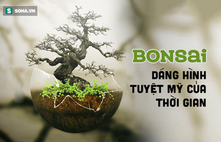 Tuyệt tác bonsai Nhật giá 