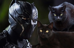 Nhờ Black Panther, tỉ lệ nhận nuôi mèo đen tăng lên chóng mặt