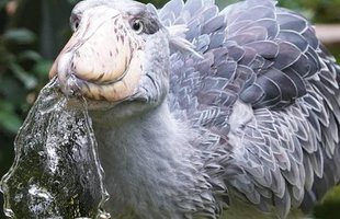 Cò Shoebill: Nhìn xấu xí nhưng lại ăn thịt được cả linh dương và cá sấu