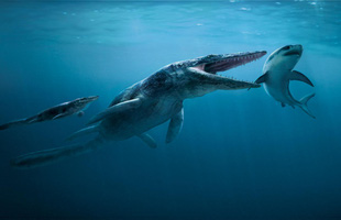 Tylosaurus: Siêu sát thủ đại dương thời tiền sử, cá mập cũng chỉ là thực đơn