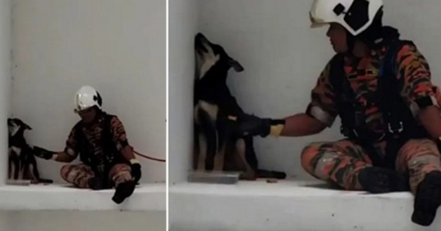 Chú chó hờn dỗi ngồi ở rìa tường tầng 7, đội cứu hộ đến dỗ dành còn vênh mặt quay đi