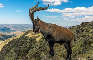 Dê núi Pyrenean ibex: Loài động vật đầu tiên và duy nhất trên thế giới tuyệt chủng tới 2 lần