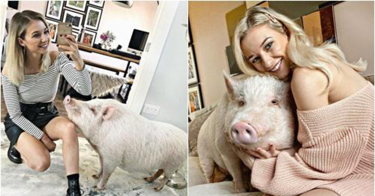 Nữ blogger sống cùng lợn 80kg, bôi kem chống nắng cho thú cưng mỗi khi ra ngoài