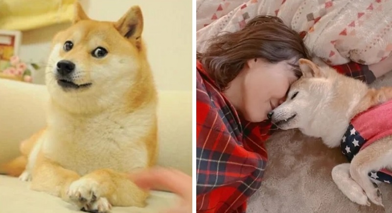 Chú chó Shiba được chế meme nhiều nhất thế giới đang ốm nặng, dân mạng gửi vô số lời chúc