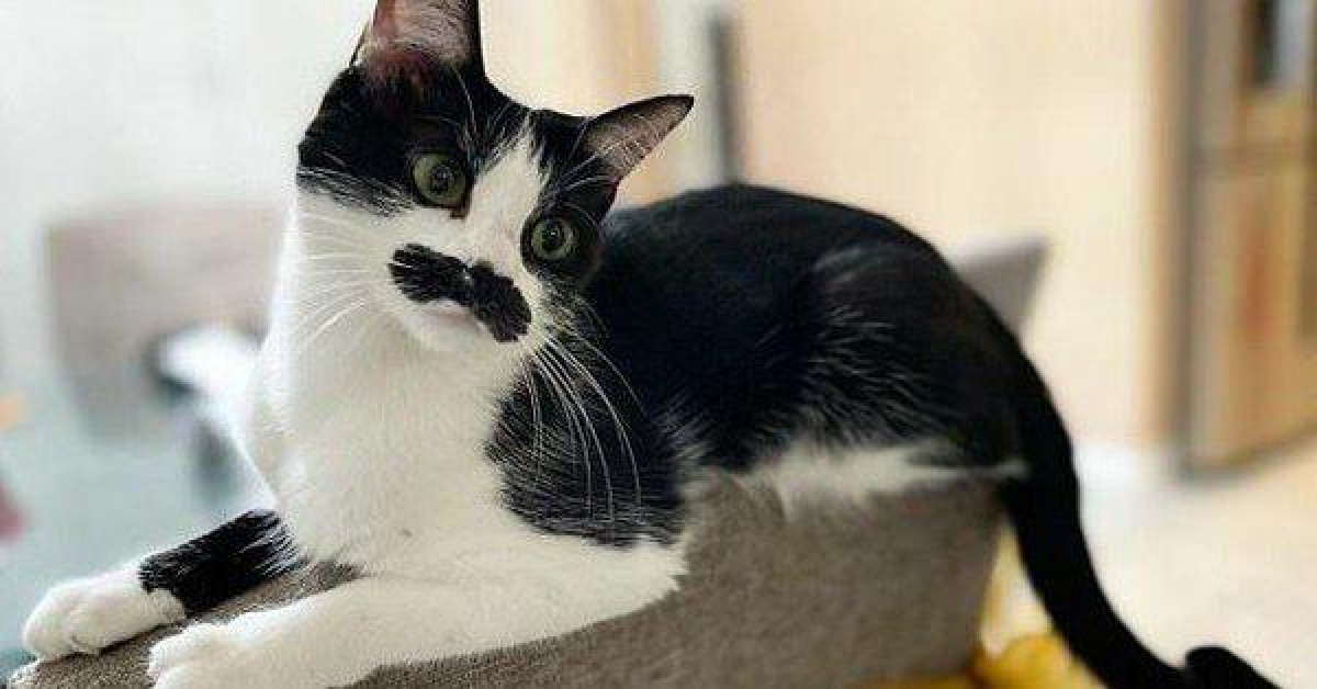 Những chú mèo nổi tiếng trên mạng xã hội