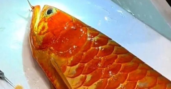 Cá rồng được trả hơn 3,6 tỷ đồng, người đàn vẫn từ chối bán