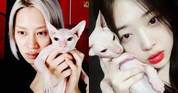 Heechul xác nhận nuôi thú cưng của Sulli, tiết lộ từng khóc không dứt vì tình trạng của chú mèo đắt nhất nhì hành tinh