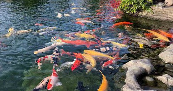 Đàn cá Koi hơn 1 tỷ đồng bất ngờ chết hàng loạt, người phụ nữ sốc nặng khi biết lý do
