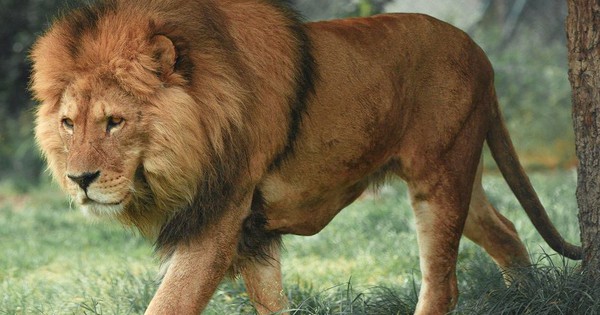 Tranh cãi quanh trào lưu nuôi sư tử làm thú cưng tại Thái Lan
