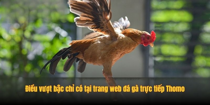 Điều vượt bậc chỉ có tại trang web đá gà trực tiếp Thomo
