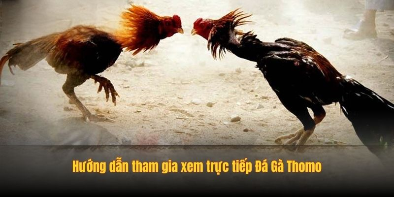 Hướng dẫn tham gia xem trực tiếp Đá Gà Thomo