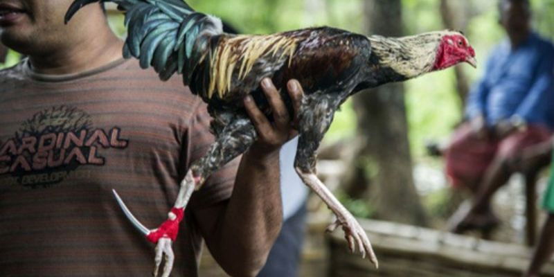 Đá Gà Peru - Những Chiến Kê Ngạo Nghễ Chiến Thắng