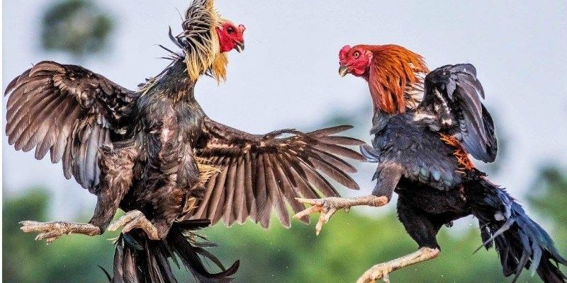 Tại sao nên chọn đá gà Peru để đặt cược tại bet88